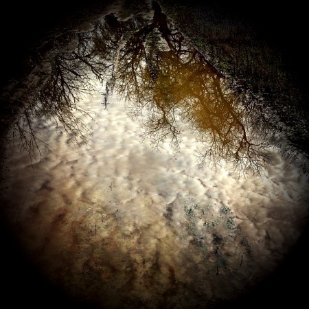 Puddle by Allyson Seconds